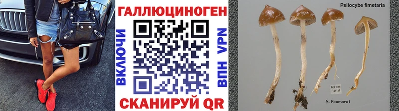 MEGA как войти  Сегежа  Галлюциногенные грибы MAGIC MUSHROOMS  где продают  